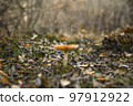 Red mushroom in the early autumn Red mushroom in the early autumn 97912922