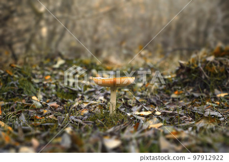 Red mushroom in the early autumn Red mushroom in the early autumn 97912922