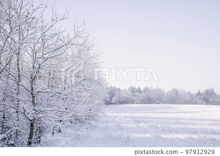 Frosty trees along a meadow Frosty trees along a meadow 97912929