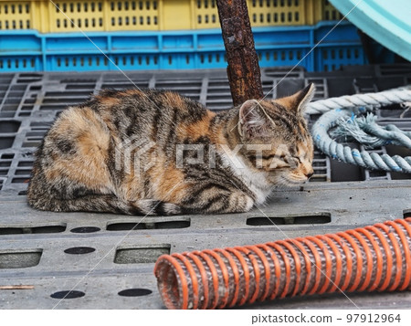 Wild cat in the fishing port Wild cat in the fishing port 97912964