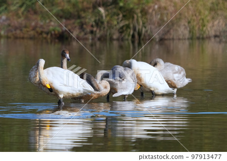 遷移後將天鵝的翅膀靠在水面上的天鵝 97913477