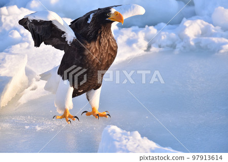 北海道知床半島羅臼浮冰海雕 97913614