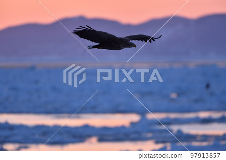 北海道知床半島羅臼浮冰白尾鷹 北海道知床半島羅臼浮冰白尾鷹 97913857