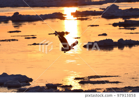 北海道知床半島羅臼浮冰白尾鷹 北海道知床半島羅臼浮冰白尾鷹 97913858