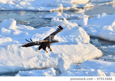 北海道知床半島羅臼浮冰白尾鷹 97913866