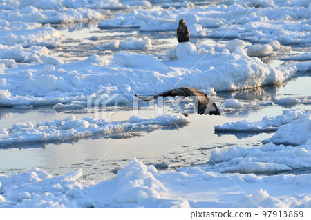 北海道知床半島羅臼浮冰白尾鷹 97913869