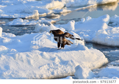 北海道知床半島羅臼浮冰白尾鷹 97913877