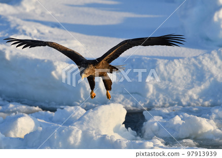北海道知床半島羅臼浮冰白尾鷹 北海道知床半島羅臼浮冰白尾鷹 97913939