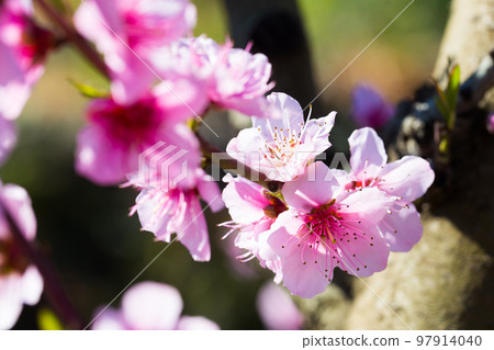 blossoming peach flowers in the garden in spring 97914040