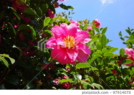 Pink Sasanqua 97914078