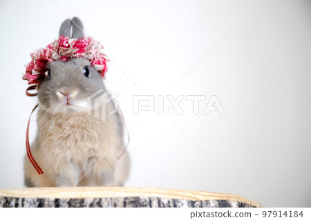 A rabbit wearing a corolla on a stump 97914184