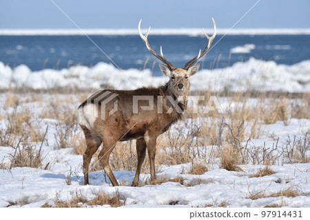 梅花鹿,北海道野付半島 梅花鹿,北海道野付半島 97914431