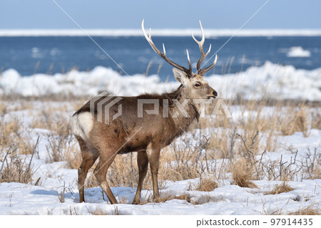 Sika deer, Notsuke Peninsula, Hokkaido Sika deer, Notsuke Peninsula, Hokkaido 97914435
