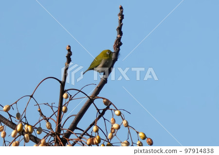 White-eye White-eye 97914838