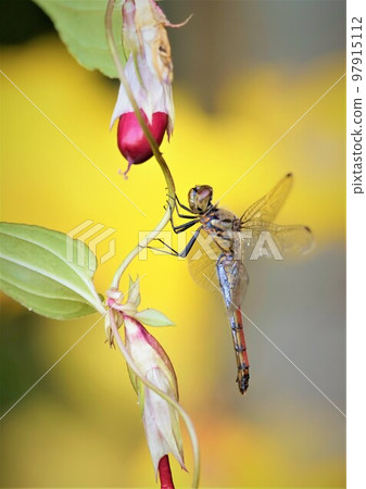 蜻蜓和金銀花。美麗的紅色漿果。 97915112
