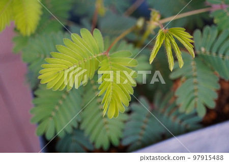 Ojigisou(花盆)11 Ojigisou(花盆)11 97915488