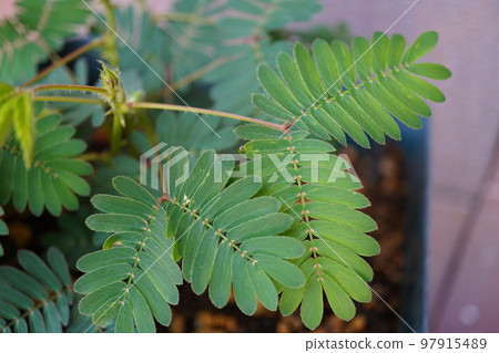 Ojigisou(花盆) 12 Ojigisou(花盆) 12 97915489