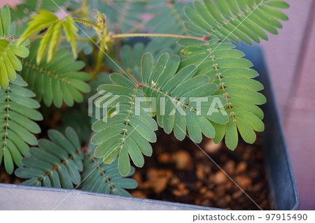 Ojigisou（花盆） 13 97915490