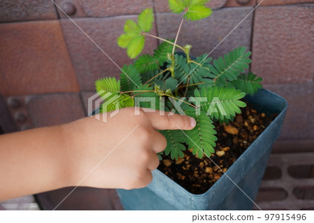 Ojigisou (flowerpot) 18 97915496