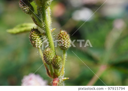 Ojigisou bud 08 Ojigisou bud 08 97915794