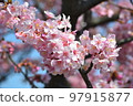 Kawazu cherry blossoms in early spring 97915877