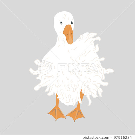 Cute Sebastopol goose. Cartoon vector illustration isolated on grey background. Cute Sebastopol goose. Cartoon vector illustration isolated on grey background. 97916284