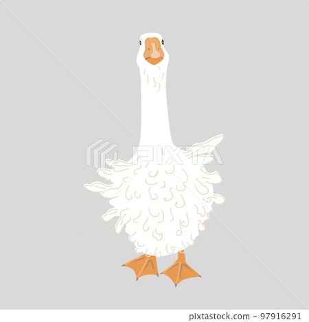 Cute Sebastopol goose. Cartoon vector illustration isolated on grey background. Cute Sebastopol goose. Cartoon vector illustration isolated on grey background. 97916291