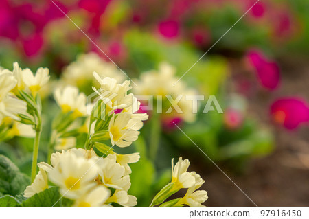 Easter concept. Primrose Primula with yellow flowers in flowerbed in spring time. Inspirational natural floral spring or summer blooming garden or park. Hello spring Easter concept. Primrose Primula with yellow flowers in flowerbed in spring time. Inspirational natural floral spring or summer blooming garden or park. Hello spring 97916450