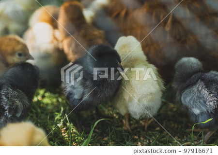 Little Chicken on a Green Grass on Organic Farm 97916671