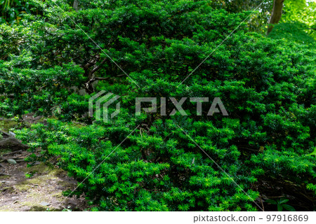 Garden green Green Garden green Green 97916869