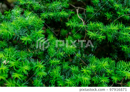 Garden green Green Garden green Green 97916871