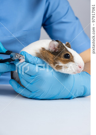 A veterinarian cuts the claws of a small guinea pig with a claw 97917061