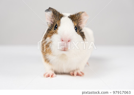 A small guinea pig aged 2 months sits on a white background A small guinea pig aged 2 months sits on a white background 97917063