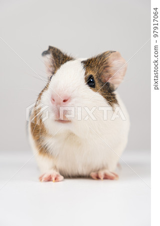 A small guinea pig aged 2 months sits on a white background A small guinea pig aged 2 months sits on a white background 97917064