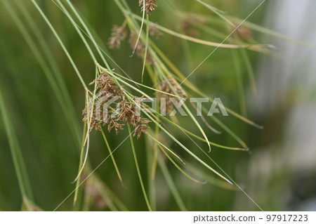 Papyrus sedge Papyrus sedge 97917223