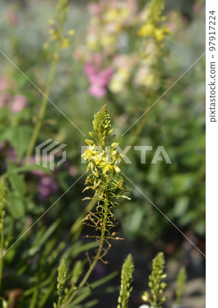 Yellow bulbine Yellow bulbine 97917224