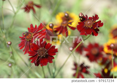 Plains tickseed Plains tickseed 97917234