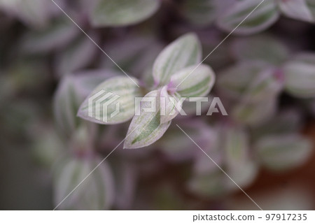 Creeping inchplant Pink Lady Creeping inchplant Pink Lady 97917235