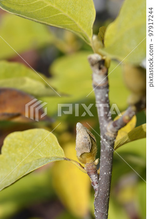 Magnolia Lennei Alba Magnolia Lennei Alba 97917244