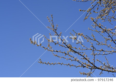 Damson Plum 97917246