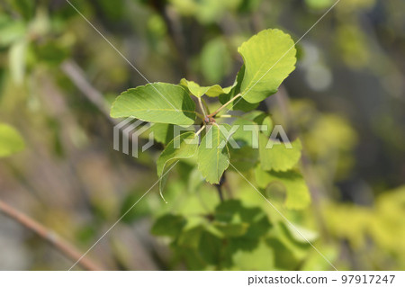 Alder-leaved serviceberry Obelisk 97917247