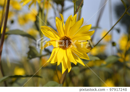 Jerusalem artichoke 97917248