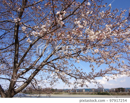 Cherry Blossoms Cherry Blossoms 97917254