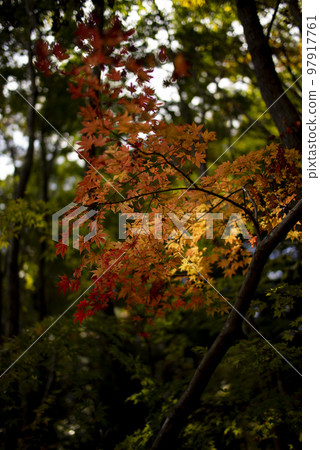 秋天的森林開始變色 秋天的森林開始變色 97917761