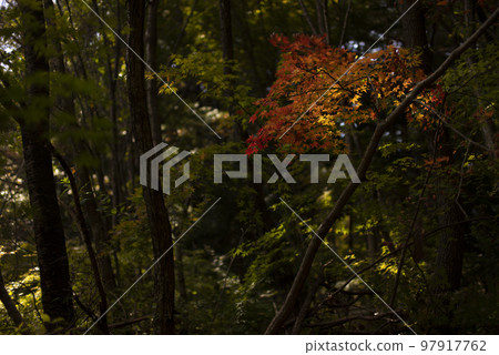 秋天的森林開始變色 秋天的森林開始變色 97917762