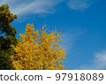 Blue sky and ginkgo biloba 97918089