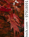 Beautiful autumn leaves 97918091