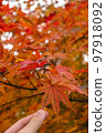 have beautiful autumn leaves 97918092
