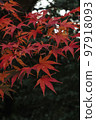 Beautiful autumn leaves 97918093