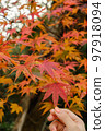 have beautiful autumn leaves 97918094